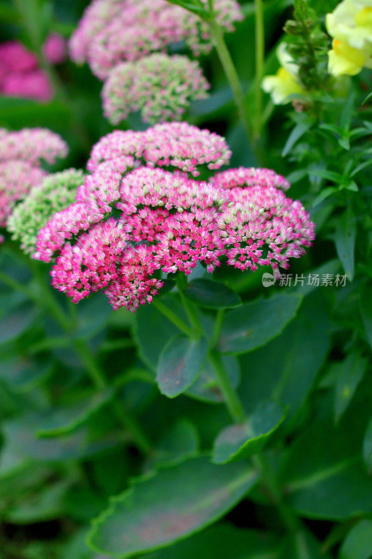 Hylotelephium spectabile / Hylotelephium / Showy stoneccrop / Live-forever / Ice plant